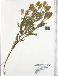 Oxytropis pilosa (L.)DC., Eastern Europe, Central region (E4) (Russia)