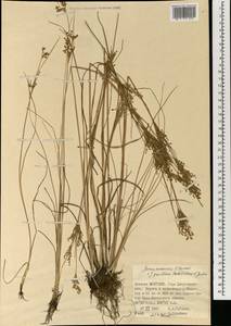 Juncus orchonicus Novikov, Mongolia (MONG) (Mongolia)