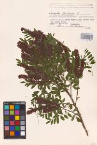 Amorpha fruticosa L., Eastern Europe, Lower Volga region (E9) (Russia)