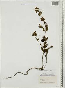 Clinopodium vulgare L., Caucasus, Georgia (K4) (Georgia)