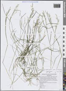 Deschampsia cespitosa subsp. cespitosa, Siberia, Russian Far East (S6) (Russia)