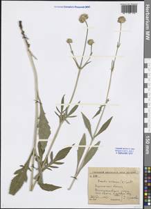 Knautia arvensis (L.) Coult., Eastern Europe, Central forest-and-steppe region (E6) (Russia)