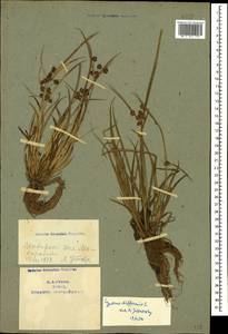 Cyperus difformis L., Caucasus, Azerbaijan (K6) (Azerbaijan)