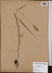 Setaria pumila (Poir.) Roem. & Schult., Eastern Europe, Central region (E4) (Russia)