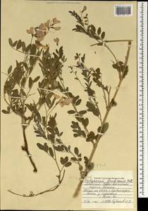 Corethrodendron fruticosum (Pall.) B.H.Choi & H.Ohashi, Mongolia (MONG) (Mongolia)