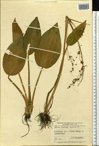 Alisma plantago-aquatica L., Eastern Europe, Eastern region (E10) (Russia)