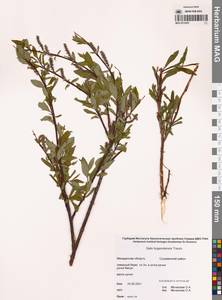 Salix boganidensis Trautv., Siberia, Chukotka & Kamchatka (S7) (Russia)