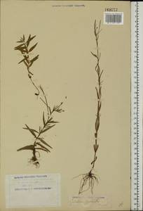 Epilobium palustre L., Eastern Europe, Northern region (E1) (Russia)