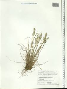 Koeleria subalpestris (Hartm.) Barberá, Quintanar, Soreng & P.M.Peterson, Siberia, Central Siberia (S3) (Russia)