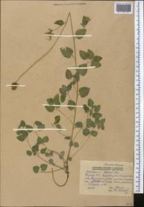 Codonopsis clematidea (Schrenk) C.B.Clarke, Middle Asia, Pamir & Pamiro-Alai (M2) (Tajikistan)