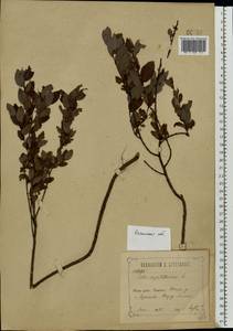 Salix myrtilloides L., Eastern Europe, Central region (E4) (Russia)