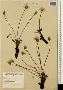 Taraxacum hybernum Stev., Crimea (KRYM) (Russia)