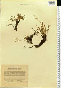 Patrinia sibirica (L.) Juss., Siberia, Russian Far East (S6) (Russia)