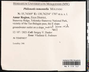 Philonotis tomentella Molendo, Bryophytes, Bryophytes - Russian Far East (excl. Chukotka & Kamchatka) (B20) (Russia)