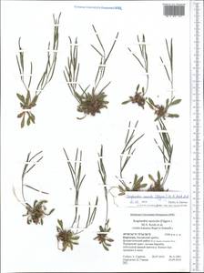 Scapiarabis saxicola (Edgew.) M. Koch, R. Karl, D. A. German & Al-Shehbaz, Middle Asia, Pamir & Pamiro-Alai (M2) (Kyrgyzstan)