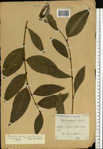 Populus ×moscoviensis Schröd., Eastern Europe, Central region (E4) (Russia)