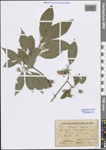 Euonymus europaeus L., Caucasus, Krasnodar Krai & Adygea (K1a) (Russia)