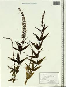 Veronica longifolia L., Eastern Europe, Northern region (E1) (Russia)