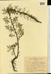 Artemisia tournefortiana Rchb., Eastern Europe, Central forest region (E5) (Russia)