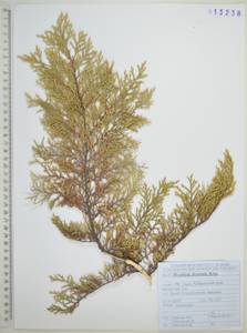 Microbiota decussata Kom., Siberia, Russian Far East (S6) (Russia)