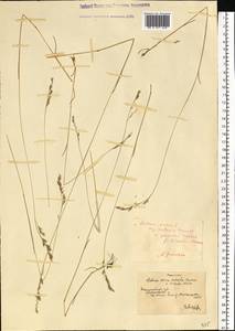 Festuca valesiaca Schleich. ex Gaudin, Eastern Europe, South Ukrainian region (E12) (Ukraine)