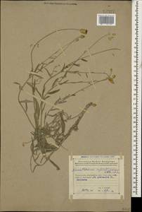 Xeranthemum cylindraceum Sibth. & Sm., Caucasus, Azerbaijan (K6) (Azerbaijan)