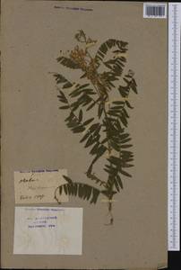 Vicia pannonica Crantz, Western Europe (EUR) (Switzerland)