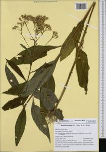 Senecio ovatus (G. Gaertn., E. Mey. & Scherb.) Willd., Western Europe (EUR) (Italy)