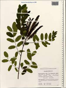 Amorpha fruticosa L., Caucasus, Krasnodar Krai & Adygea (K1a) (Russia)