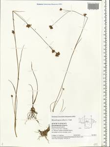 Rhynchospora alba (L.) Vahl, Eastern Europe, Central region (E4) (Russia)