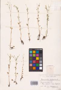 Ranunculus sceleratus L., Eastern Europe, Lower Volga region (E9) (Russia)