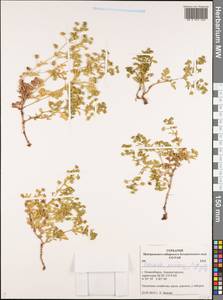 Potentilla supina subsp. paradoxa (Nutt. ex Torr. & A. Gray) Soják, Siberia, Western Siberia (S1) (Russia)
