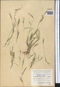 Brachypodium distachyon (L.) P.Beauv., Middle Asia, Pamir & Pamiro-Alai (M2) (Uzbekistan)
