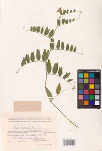 Vicia sepium L., Eastern Europe, Lower Volga region (E9) (Russia)