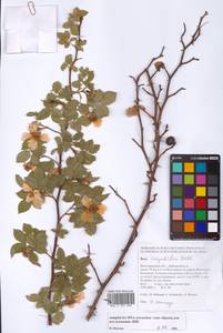 Rosa corymbifera Borkh., Eastern Europe, Lower Volga region (E9) (Russia)