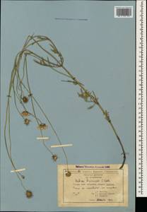 Scabiosa bipinnata K. Koch, Caucasus, Georgia (K4) (Georgia)