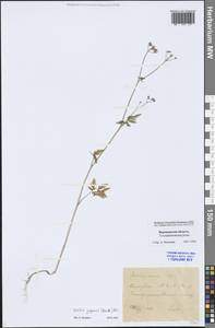 Torilis japonica (Houtt.) DC., Eastern Europe, Central forest-and-steppe region (E6) (Russia)