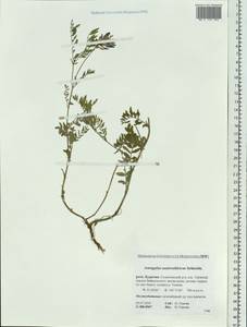 Astragalus laxmannii subsp. laxmannii, Siberia, Baikal & Transbaikal region (S4) (Russia)