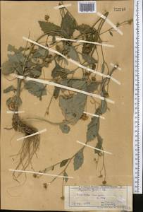 Myriactis wallichii Less., Middle Asia, Pamir & Pamiro-Alai (M2) (Tajikistan)