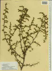 Salsola paulsenii Litv., Eastern Europe, Lower Volga region (E9) (Russia)