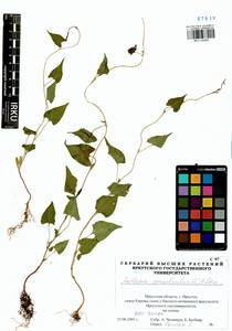 Fallopia convolvulus (L.) Á. Löve, Siberia, Baikal & Transbaikal region (S4) (Russia)