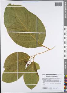 Phytolacca acinosa Roxb., Eastern Europe, Belarus (E3a) (Belarus)