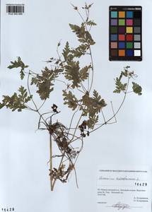 KUZ 000 099, Geranium robertianum L., Siberia, Altai & Sayany Mountains (S2) (Russia)