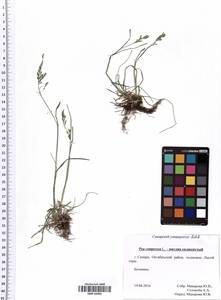 Poa compressa L., Eastern Europe, Middle Volga region (E8) (Russia)