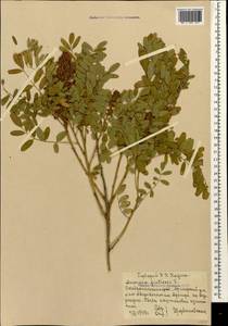 Amorpha fruticosa L., Caucasus, Stavropol Krai, Karachay-Cherkessia & Kabardino-Balkaria (K1b) (Russia)