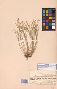 Petrorhagia saxifraga subsp. saxifraga, Caucasus, Azerbaijan (K6) (Azerbaijan)