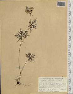 Aconitum delphinifolium subsp. kuzenevae (Vorosch.) Vorosch., Siberia, Russian Far East (S6) (Russia)