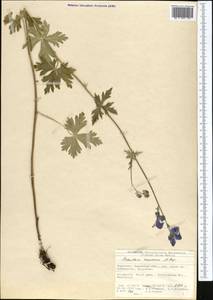 Aconitum nemorum Popov, Middle Asia, Northern & Central Tian Shan (M4) (Kyrgyzstan)