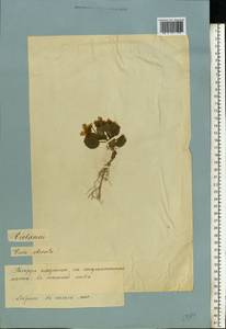 Viola odorata L., Eastern Europe, Estonia (E2c) (Estonia)