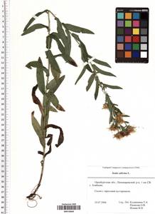 Pentanema salicinum (L.) D. Gut. Larr., Santos-Vicente, Anderb., E. Rico & M. M. Mart. Ort., Eastern Europe, Eastern region (E10) (Russia)